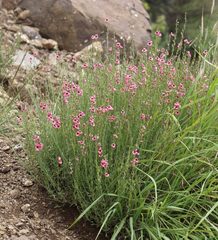 Diascia integerrima