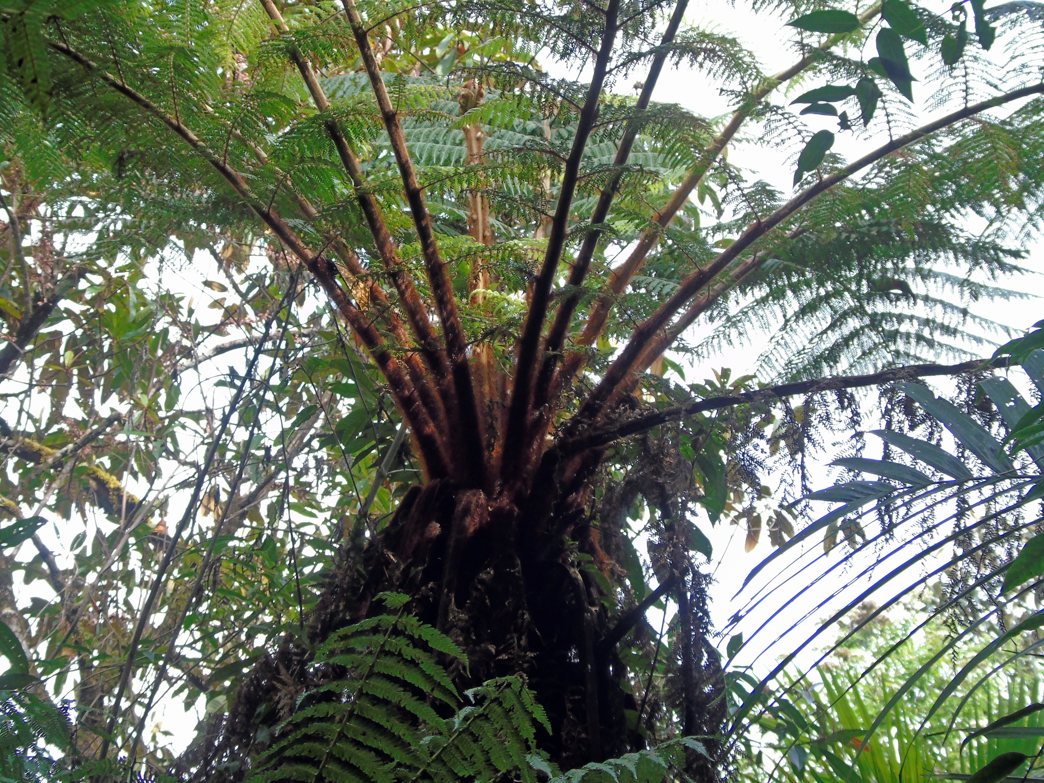 Dicksonia blumei