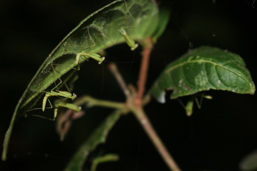 Macromantis hyalina