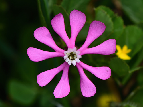 Mediterranean Catchfly