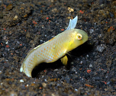 Fin-Spot Razor Wrasse photo 2