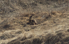 Marmota kastschenkoi