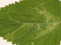 Liriomyza eupatoriella