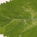 Liriomyza eupatoriella - Photo (c) Charley Eiseman, algunos derechos reservados (CC BY-NC), subido por Charley Eiseman