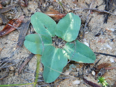Euphorbia ecklonii