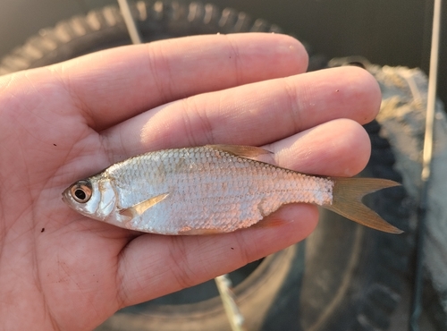 Rudd (Scardinius erythrophthalmus) — Cyprinidae — 2