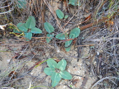 Euphorbia ecklonii