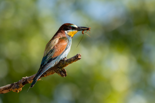 Abejaruco europeo (Merops apiaster)