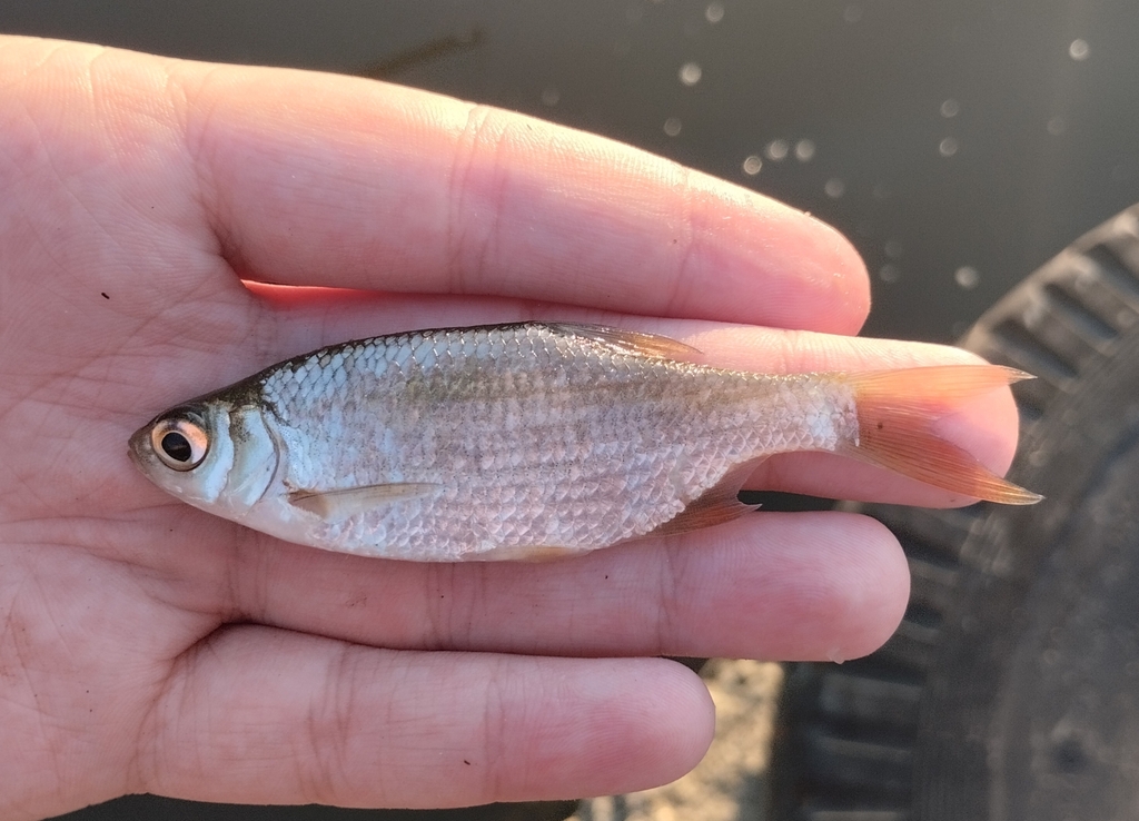 Common × Silver Bream
