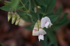 Lathyrus lanszwertii