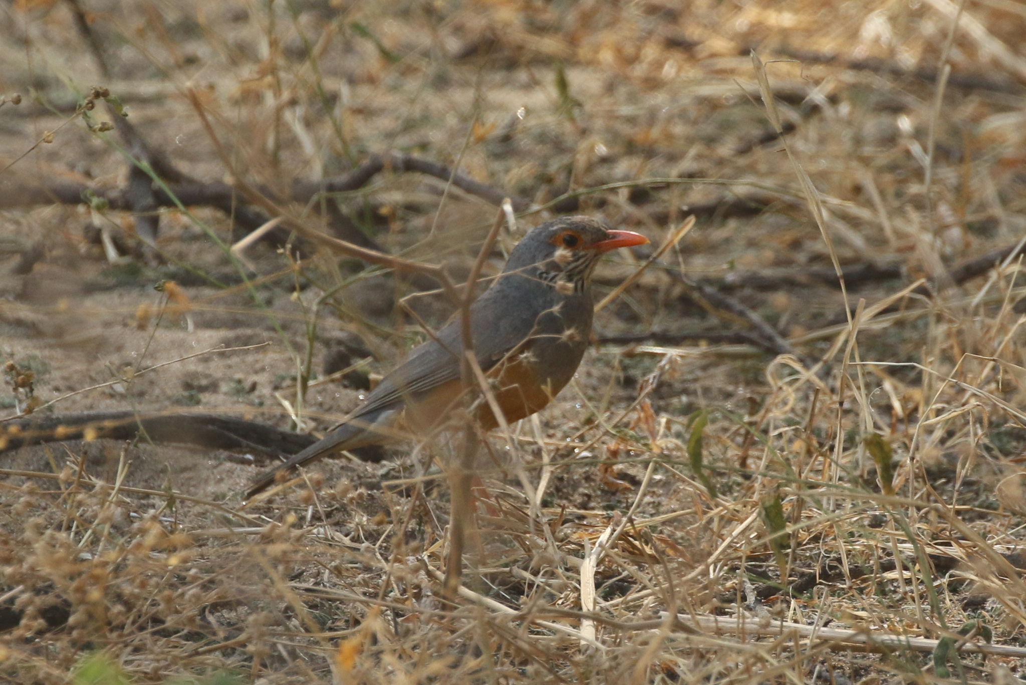 Bare-eyed Thrush (Turdus tephronotus), photo 7