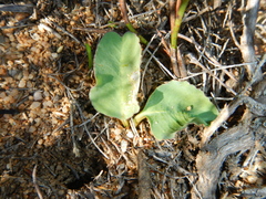 Euphorbia ecklonii