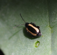 Phyllotreta vittula