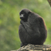 Kloss’s Gibbon - Photo (c) 
Klaus Rudloff, some rights reserved (CC BY-SA)