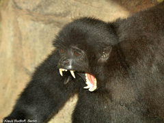 Kloss's Gibbon photo 2