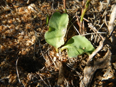 Euphorbia ecklonii