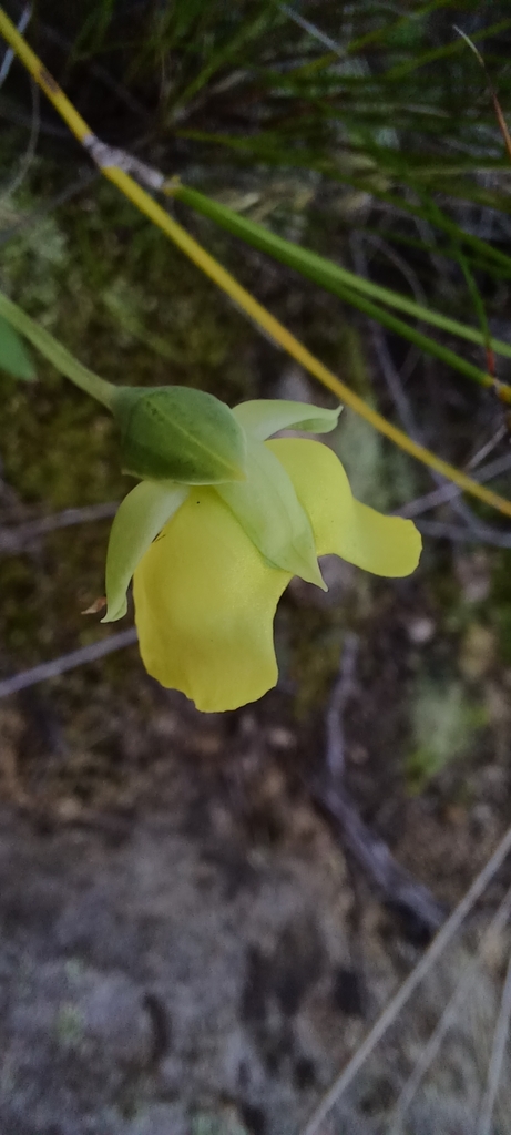 Pterygodium platypetalum