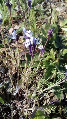 Linaria amethystea