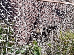 Prinia gracilis
