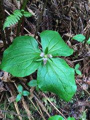 Trillium ovatum ovatum