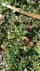 Spermacoce verticillata