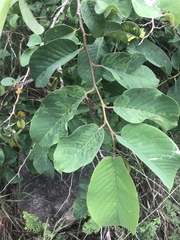Annona senegalensis senegalensis