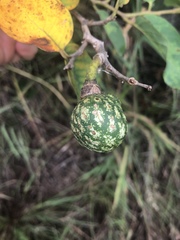 Annona senegalensis senegalensis