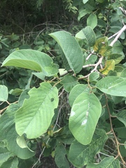 Annona senegalensis senegalensis