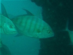 Ferdauia ferdau