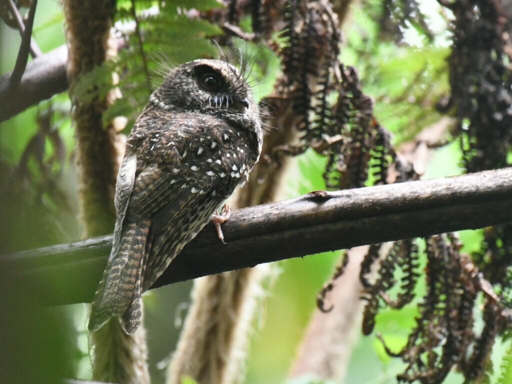 Mountain Owlet-nightjar