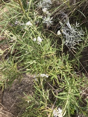 Grazielia serrata