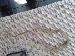 Masticophis flagellum testaceus