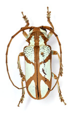 Prosopocera lactator