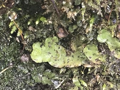 Lunularia cruciata