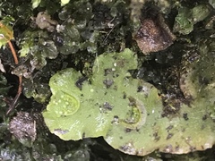 Lunularia cruciata