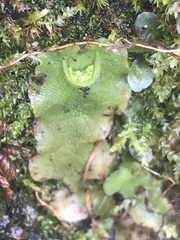 Lunularia cruciata