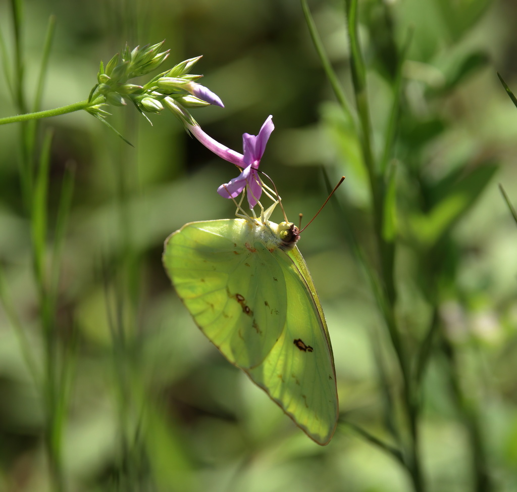 cloudless-sulphur-from-jackson-county-ms-usa-on-july-27-2023-at-10