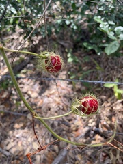 Image of Passiflora lanuginosa