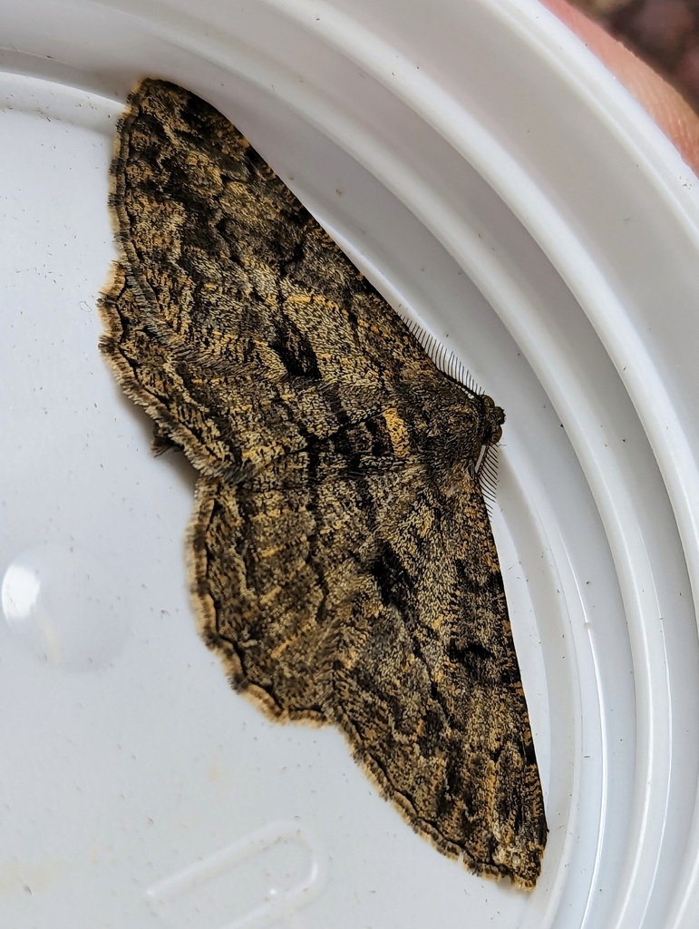 Willow Beauty from Wrington Crescent, Bristol BS13 7LH, UK on August 12, 2023 at 0246 PM by J