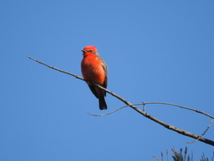Pyrocephalus rubinus