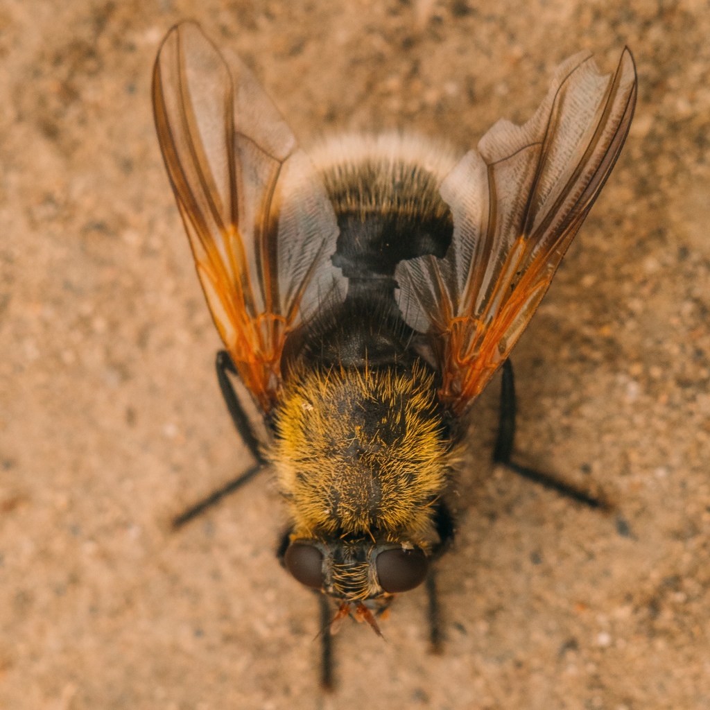 moustached fly