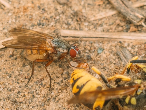 Mycophaga testacea · iNaturalist