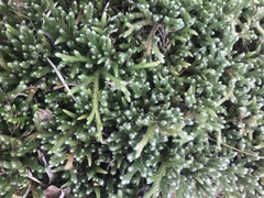 Selaginella dregei