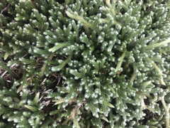 Selaginella dregei
