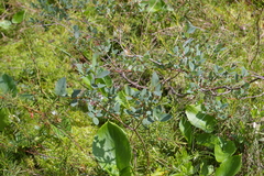 Salix myrtilloides