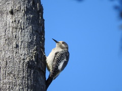 Melanerpes aurifrons