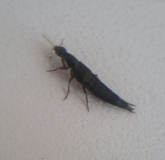 Raphirus