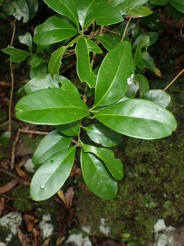 Azorean Picconia