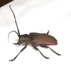 Ceroplesis ferrugator