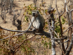 Chlorocebus cynosuros